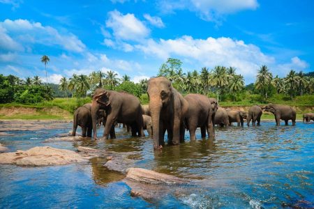 Pinnawala elephant orphanage Journey Hacks
